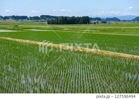 米どころ秋田の田んぼと鳥海山　 127598494
