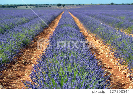 Expansive lavender field in bloom capturing the essence of summer tranquility. Lavender in Spain, Brihuega. Summer purple background 127598544