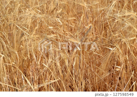 Golden wheat field at harvest time for agriculture and nature. Summer background. Yellow field. Copy space. Free space for text Golden wheat field at harvest time for agriculture and nature. Summer background. Yellow field. Copy space. Free space for text 127598549