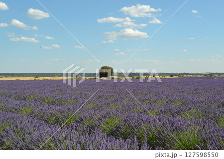 Tranquil lavender field under blue sky with scenic tree in countryside landscape Tranquil lavender field under blue sky with scenic tree in countryside landscape 127598550