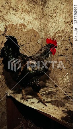 Portrait of a Farm Rooster Standing 127598965