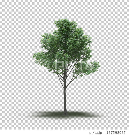 tree with a shadow under it, isolated on a transparent background, 3D illustration, cg render tree with a shadow under it, isolated on a transparent background, 3D illustration, cg render 127598985