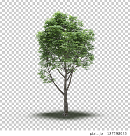 tree with a shadow under it, isolated on a transparent background, 3D illustration, cg render tree with a shadow under it, isolated on a transparent background, 3D illustration, cg render 127598986