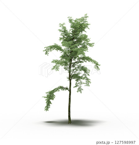 tree with a shadow under it, isolated on a transparent background, 3D illustration, cg render tree with a shadow under it, isolated on a transparent background, 3D illustration, cg render 127598997