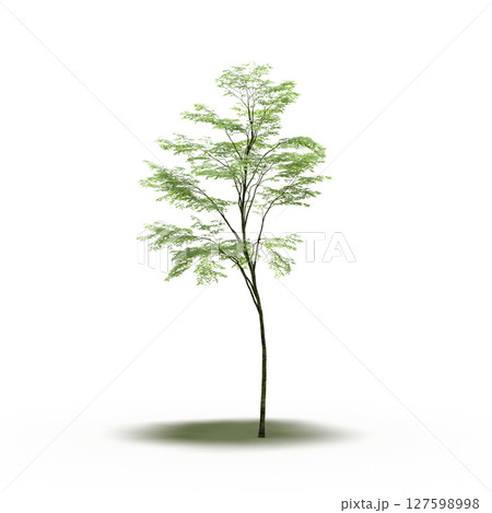 tree with a shadow under it, isolated on a transparent background, 3D illustration, cg render tree with a shadow under it, isolated on a transparent background, 3D illustration, cg render 127598998