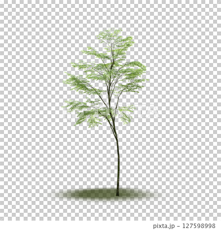 tree with a shadow under it, isolated on a transparent background, 3D illustration, cg render tree with a shadow under it, isolated on a transparent background, 3D illustration, cg render 127598998