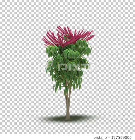 tree with a shadow under it, isolated on a transparent background, 3D illustration, cg render tree with a shadow under it, isolated on a transparent background, 3D illustration, cg render 127599000