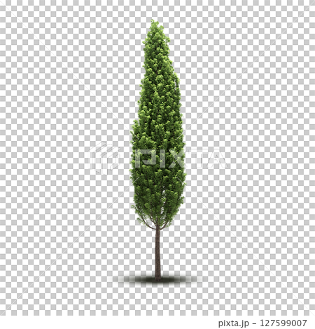 tree with a shadow under it, isolated on a transparent background, 3D illustration, cg render tree with a shadow under it, isolated on a transparent background, 3D illustration, cg render 127599007