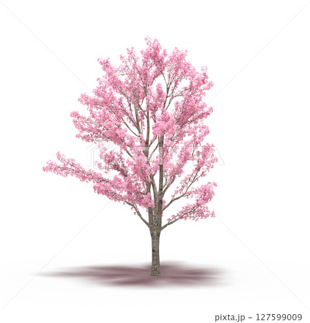 tree with a shadow under it, isolated on a transparent background, 3D illustration, cg render 127599009
