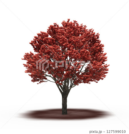 tree with a shadow under it, isolated on a transparent background, 3D illustration, cg render tree with a shadow under it, isolated on a transparent background, 3D illustration, cg render 127599010
