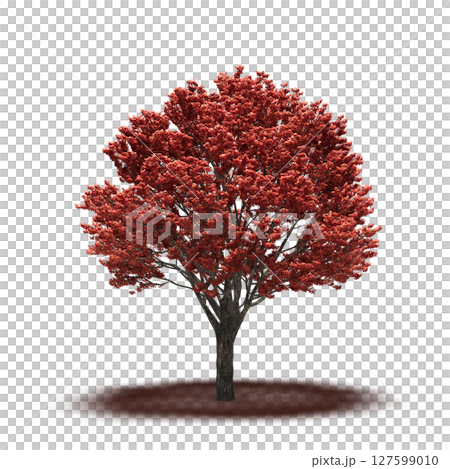 tree with a shadow under it, isolated on a transparent background, 3D illustration, cg render tree with a shadow under it, isolated on a transparent background, 3D illustration, cg render 127599010