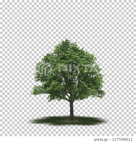 tree with a shadow under it, isolated on a transparent background, 3D illustration, cg render tree with a shadow under it, isolated on a transparent background, 3D illustration, cg render 127599012