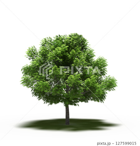 tree with a shadow under it, isolated on a transparent background, 3D illustration, cg render 127599015