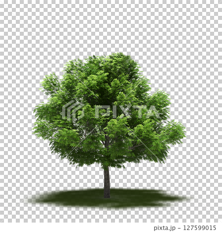 tree with a shadow under it, isolated on a transparent background, 3D illustration, cg render 127599015