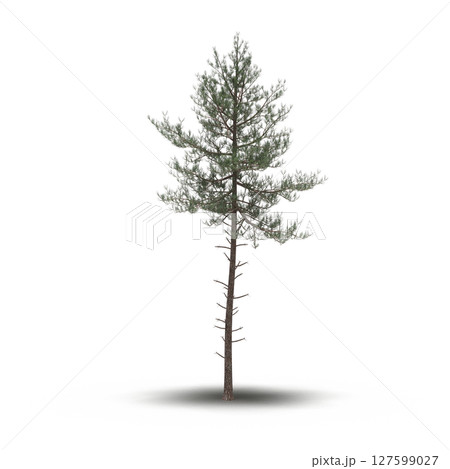 tree with a shadow under it, isolated on a transparent background, 3D illustration, cg render tree with a shadow under it, isolated on a transparent background, 3D illustration, cg render 127599027