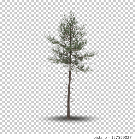 tree with a shadow under it, isolated on a transparent background, 3D illustration, cg render tree with a shadow under it, isolated on a transparent background, 3D illustration, cg render 127599027