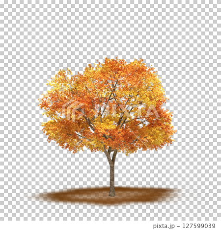 tree with a shadow under it, isolated on a transparent background, 3D illustration, cg render 127599039