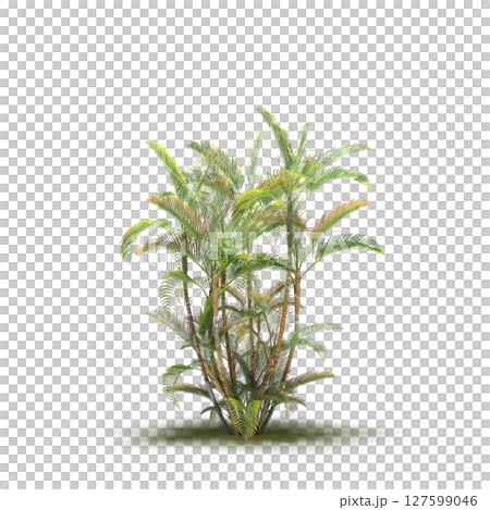 tree with a shadow under it, isolated on a transparent background, 3D illustration, cg render 127599046