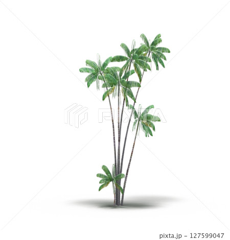 tree with a shadow under it, isolated on a transparent background, 3D illustration, cg render tree with a shadow under it, isolated on a transparent background, 3D illustration, cg render 127599047