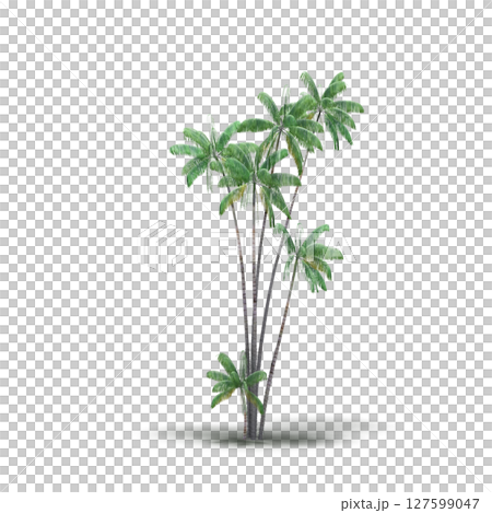 tree with a shadow under it, isolated on a transparent background, 3D illustration, cg render tree with a shadow under it, isolated on a transparent background, 3D illustration, cg render 127599047