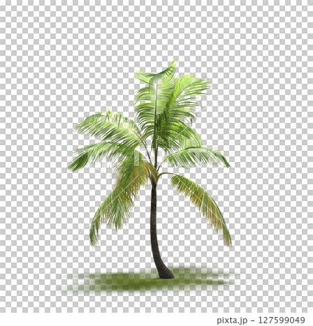 tree with a shadow under it, isolated on a transparent background, 3D illustration, cg render tree with a shadow under it, isolated on a transparent background, 3D illustration, cg render 127599049