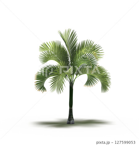 tree with a shadow under it, isolated on a transparent background, 3D illustration, cg render tree with a shadow under it, isolated on a transparent background, 3D illustration, cg render 127599053