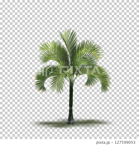 tree with a shadow under it, isolated on a transparent background, 3D illustration, cg render tree with a shadow under it, isolated on a transparent background, 3D illustration, cg render 127599053