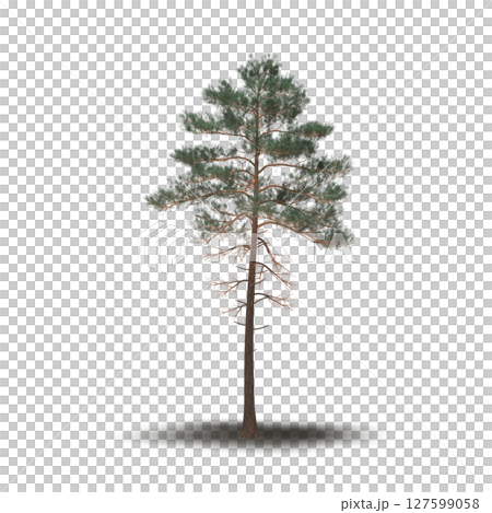 tree with a shadow under it, isolated on a transparent background, 3D illustration, cg render 127599058