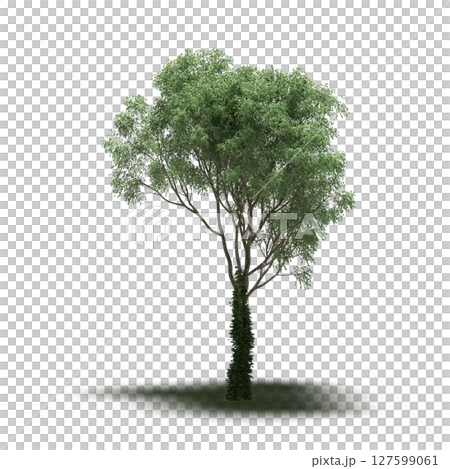 tree with a shadow under it, isolated on a transparent background, 3D illustration, cg render 127599061