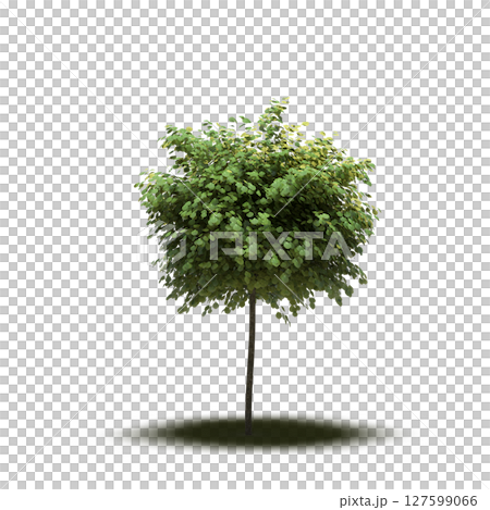 tree with a shadow under it, isolated on a transparent background, 3D illustration, cg render tree with a shadow under it, isolated on a transparent background, 3D illustration, cg render 127599066