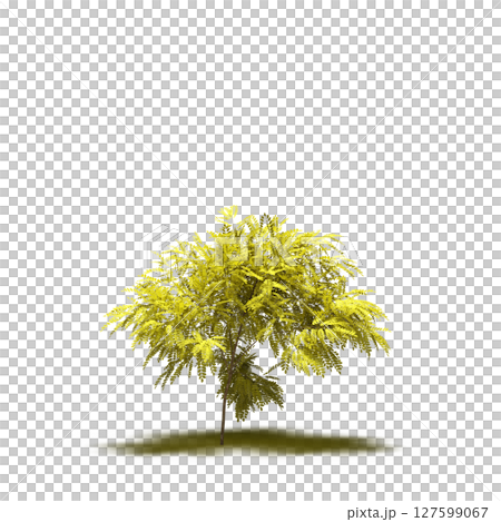 tree with a shadow under it, isolated on a transparent background, 3D illustration, cg render 127599067
