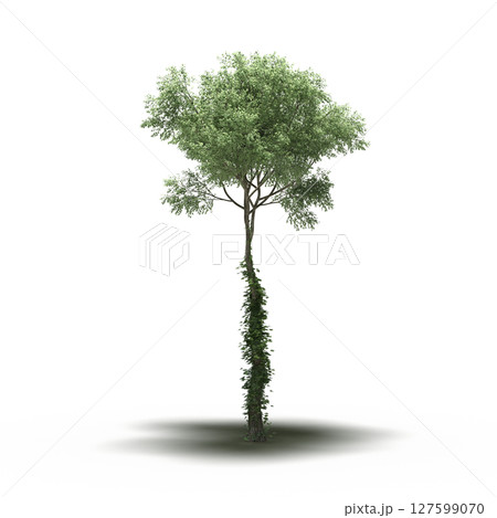 tree with a shadow under it, isolated on a transparent background, 3D illustration, cg render tree with a shadow under it, isolated on a transparent background, 3D illustration, cg render 127599070