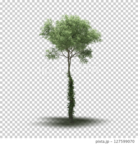tree with a shadow under it, isolated on a transparent background, 3D illustration, cg render tree with a shadow under it, isolated on a transparent background, 3D illustration, cg render 127599070