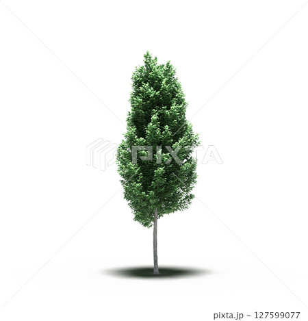 tree with a shadow under it, isolated on a transparent background, 3D illustration, cg render 127599077