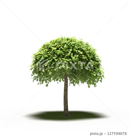 tree with a shadow under it, isolated on a transparent background, 3D illustration, cg render 127599078