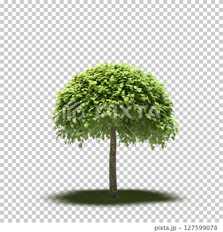tree with a shadow under it, isolated on a transparent background, 3D illustration, cg render 127599078