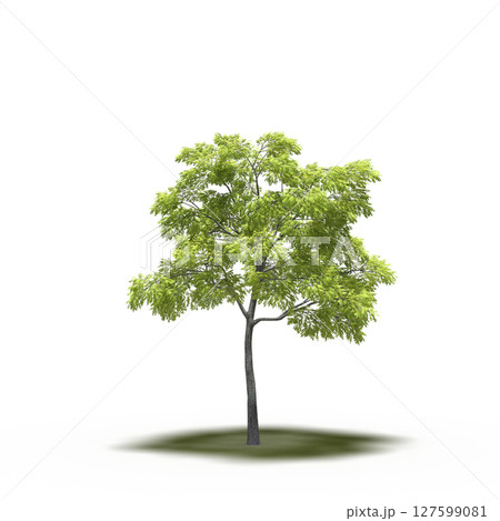tree with a shadow under it, isolated on a transparent background, 3D illustration, cg render 127599081