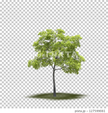 tree with a shadow under it, isolated on a transparent background, 3D illustration, cg render 127599081