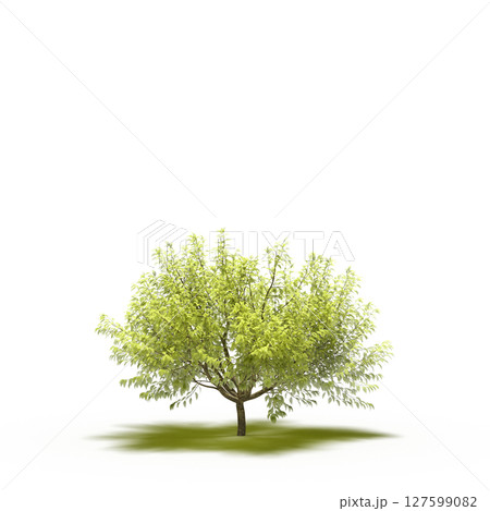 tree with a shadow under it, isolated on a transparent background, 3D illustration, cg render 127599082