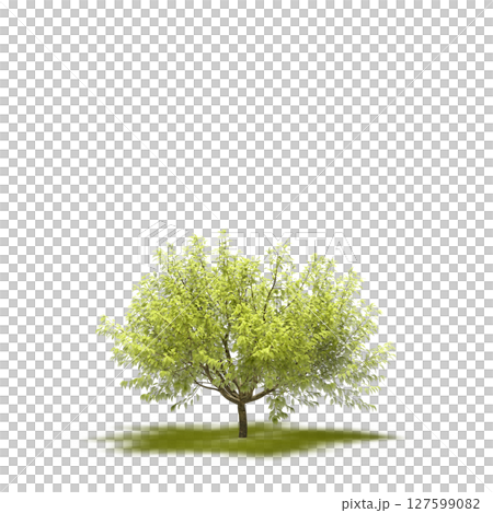 tree with a shadow under it, isolated on a transparent background, 3D illustration, cg render 127599082