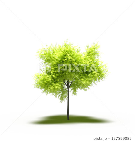 tree with a shadow under it, isolated on a transparent background, 3D illustration, cg render 127599083