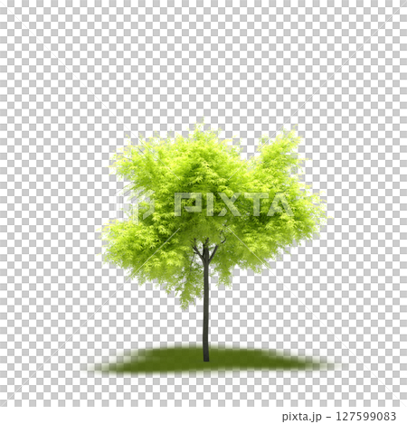 tree with a shadow under it, isolated on a transparent background, 3D illustration, cg render 127599083