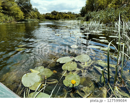 Beautiful lake with lotus leaves 127599084