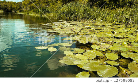 Beautiful lake with lotus leaves Beautiful lake with lotus leaves 127599085