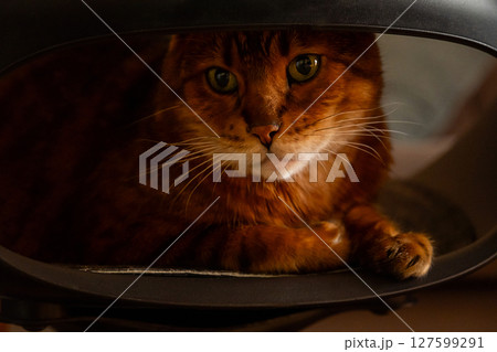 Close Up of Bengal Cat. Domestic Animal Portrait. 127599291