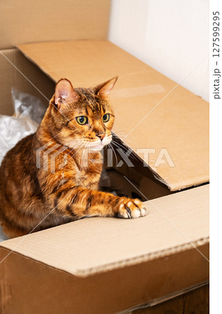 Domestic Cat in Cardboard Box. Playful Pet Exploring New Space During Moving or Delivery. 127599295