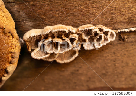 Unique Fungus Grows on Damp Wood in a Natural Environment Under Soft Lighting Unique Fungus Grows on Damp Wood in a Natural Environment Under Soft Lighting 127599307