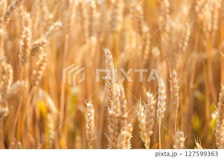 北海道の収穫時期を迎えた麦畑の麦の穂 127599363