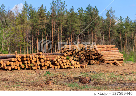 Stacked tree trunks felled by the logging timber industry in pine forest 127599446