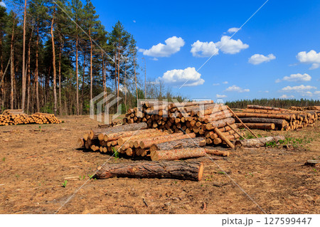 Stacked tree trunks felled by the logging timber industry in pine forest Stacked tree trunks felled by the logging timber industry in pine forest 127599447